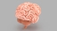 3d human brain model