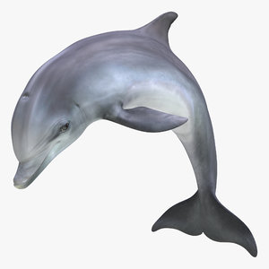 dolphin pose 2 3d model