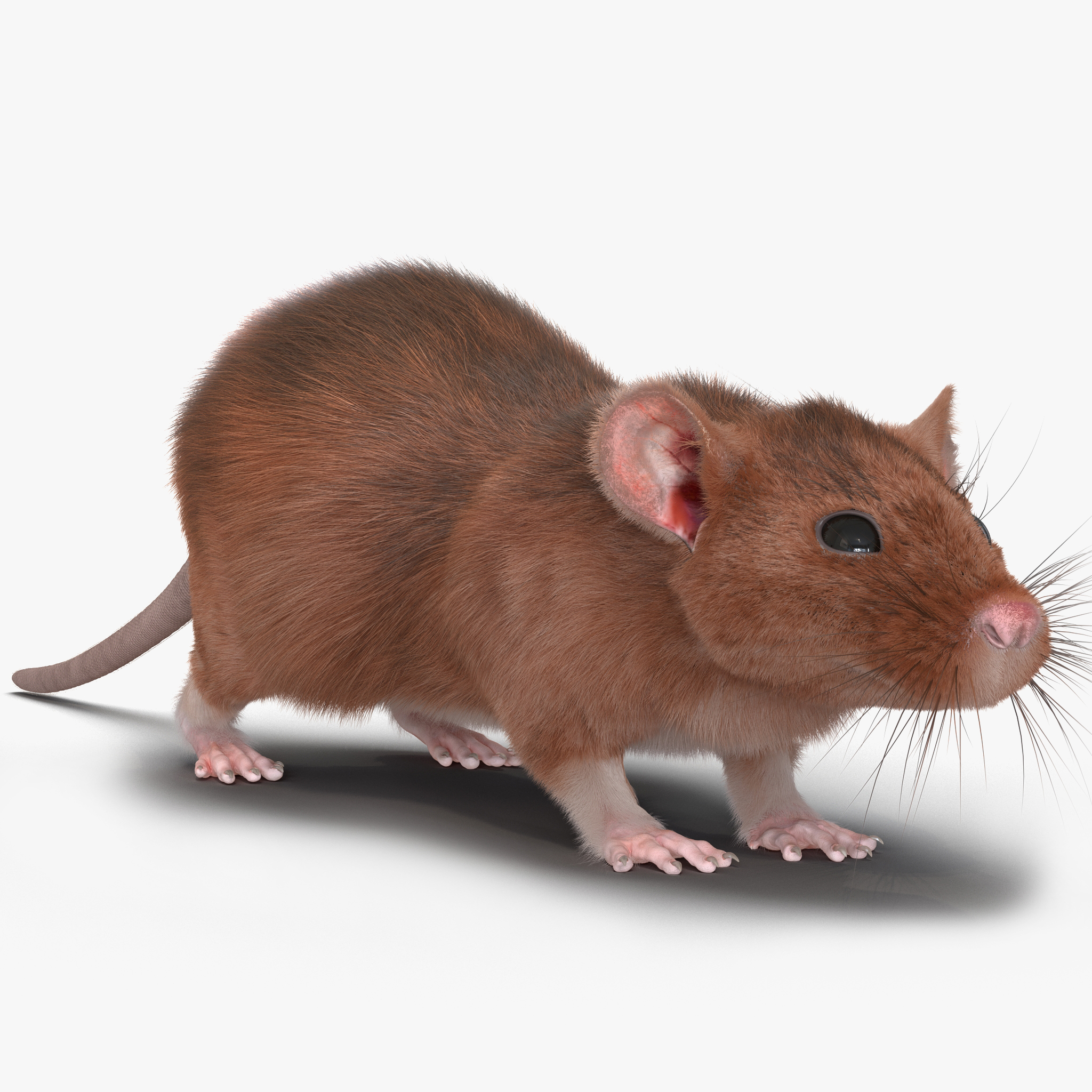 3d rat 2 model