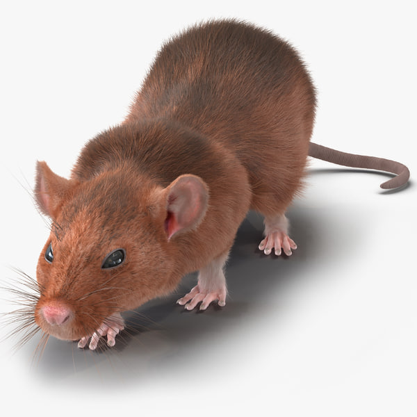 Rat 2 Pose 3 3D Model available on Turbo Squid