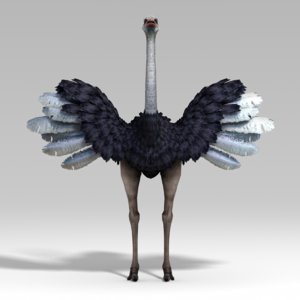 max ostrich