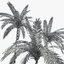 coconut palms 01 3d max