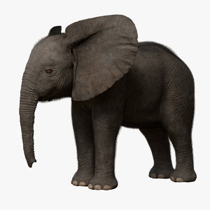 3d model african elephant baby rigged
