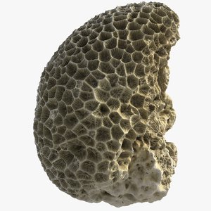 coral 3d max