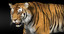 tiger rigged fur 3d ma