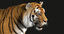 tiger rigged fur 3d ma