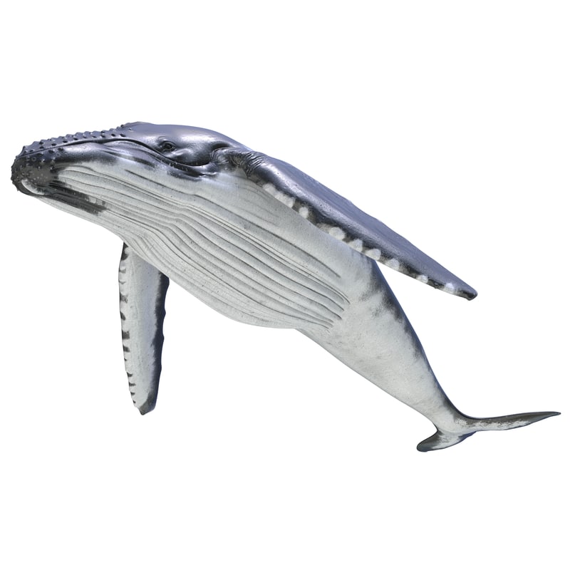 humpback whale pose 3 3d c4d