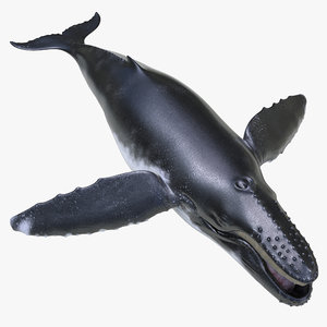 3d model humpback whale pose 4