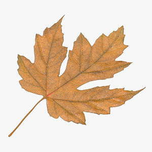 3d yellow maple leaf