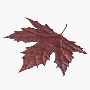 red maple leaf 3d c4d