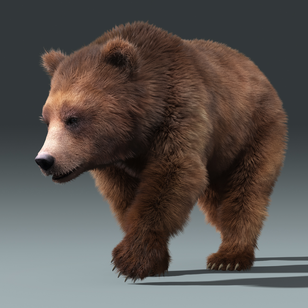 brown bear 3 fur 3d model