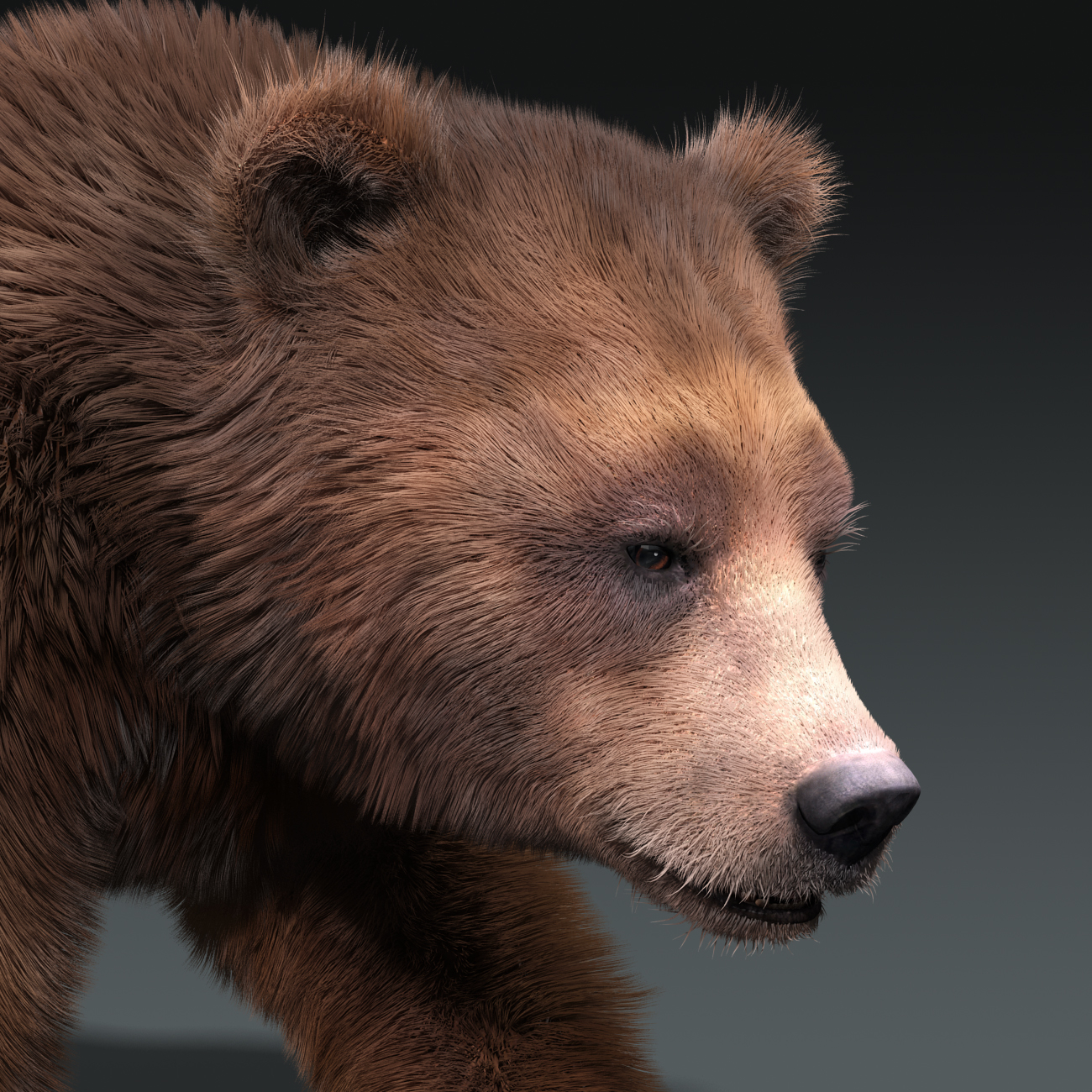 brown bear 3 fur 3d model