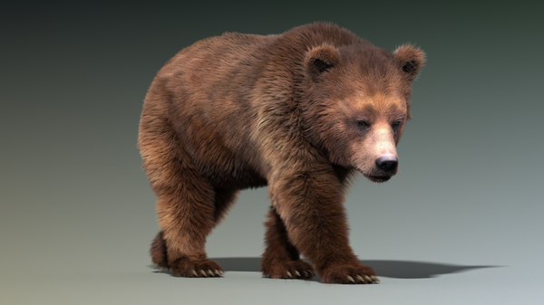 brown bear 3 fur 3d model