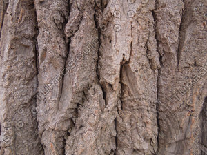Bark of tree texture