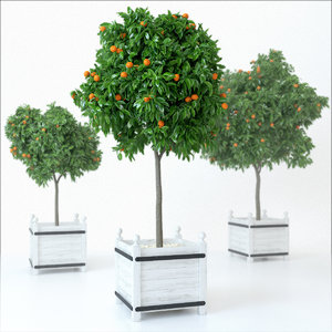 realistic mandarine tree plant 3d obj