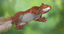 squirrel red fur 3d model