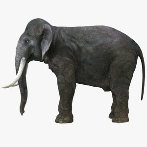 3d elephant real zbrush