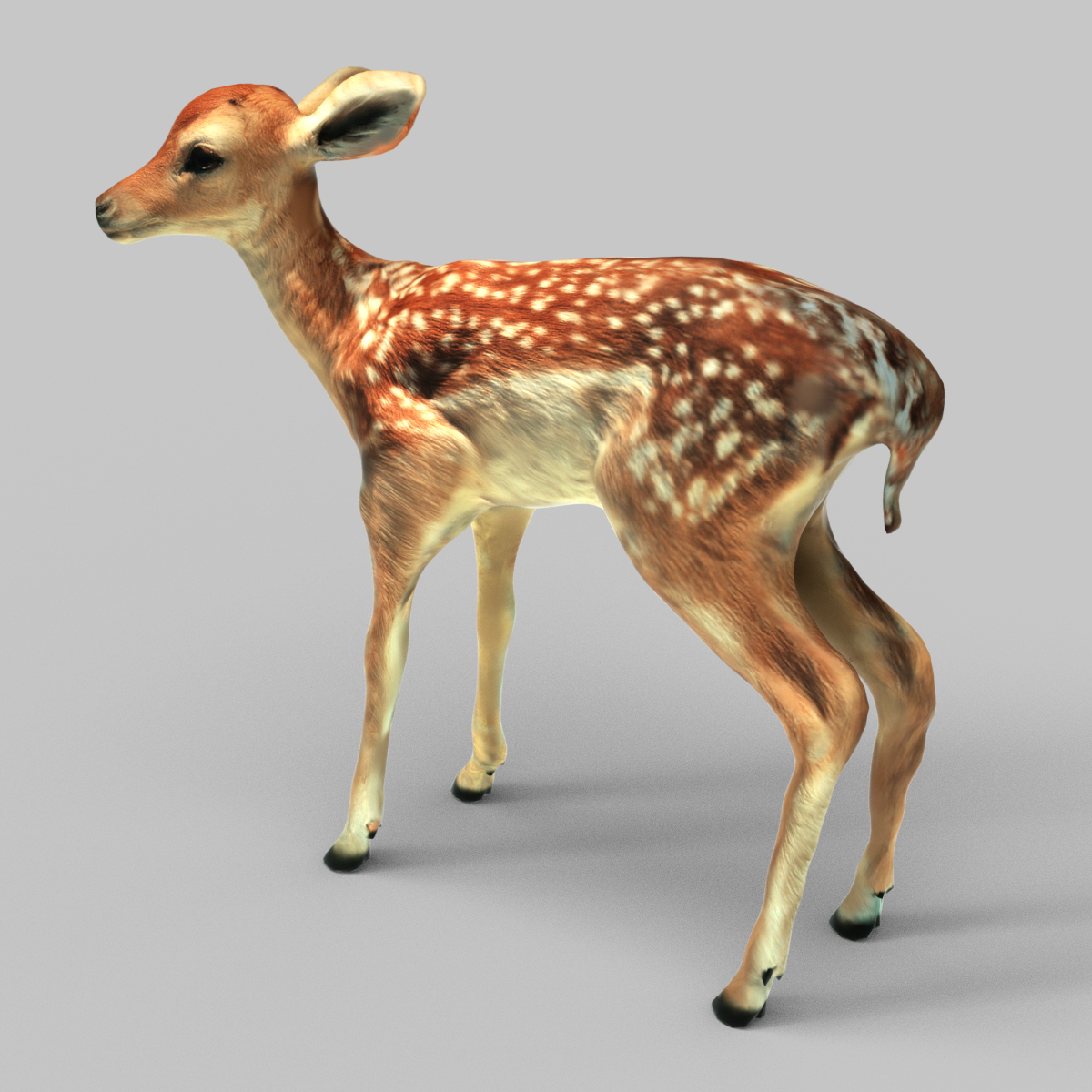 fawn obj