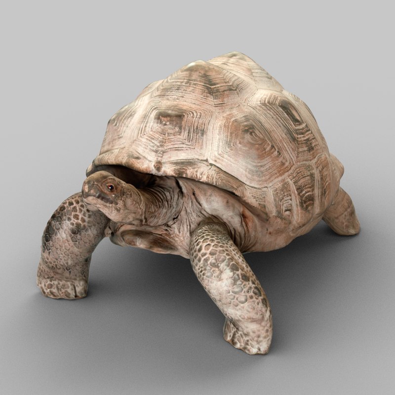 3d turtle