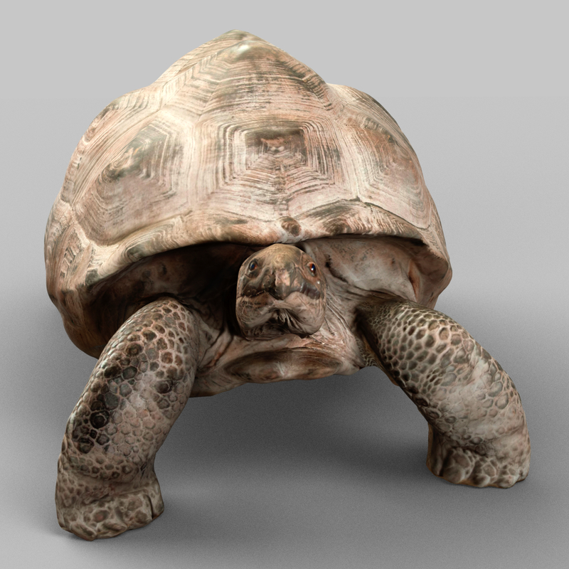 3d turtle