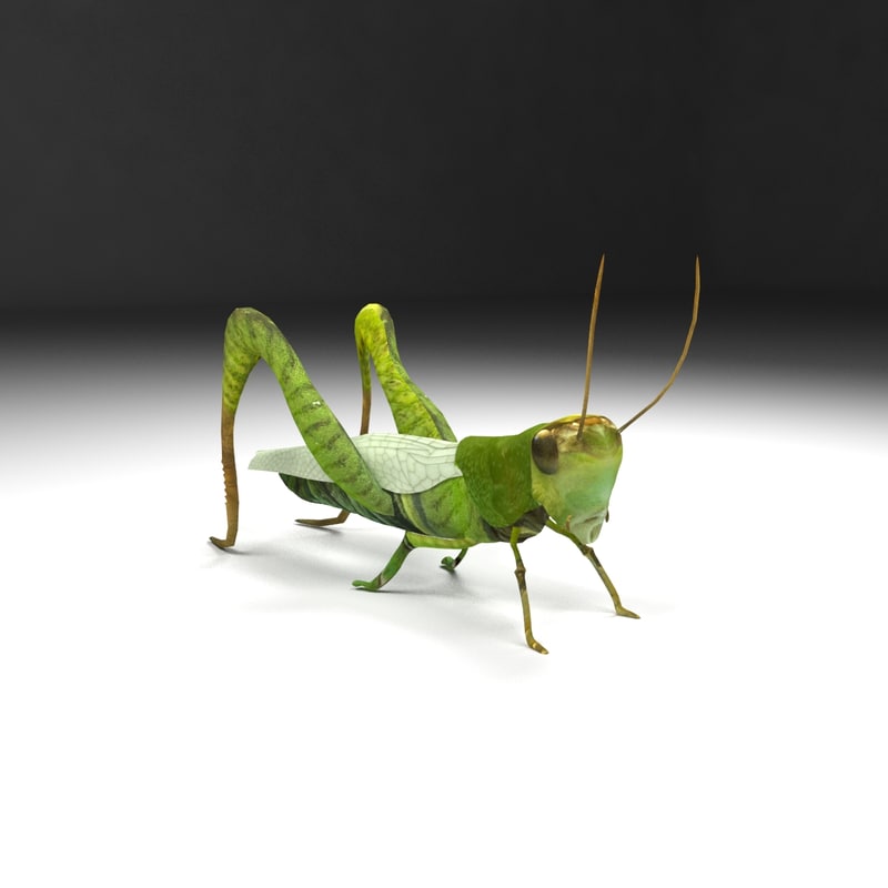 3d model hopper grass https://static.turbosquid.