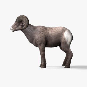 3d model bighorn sheep