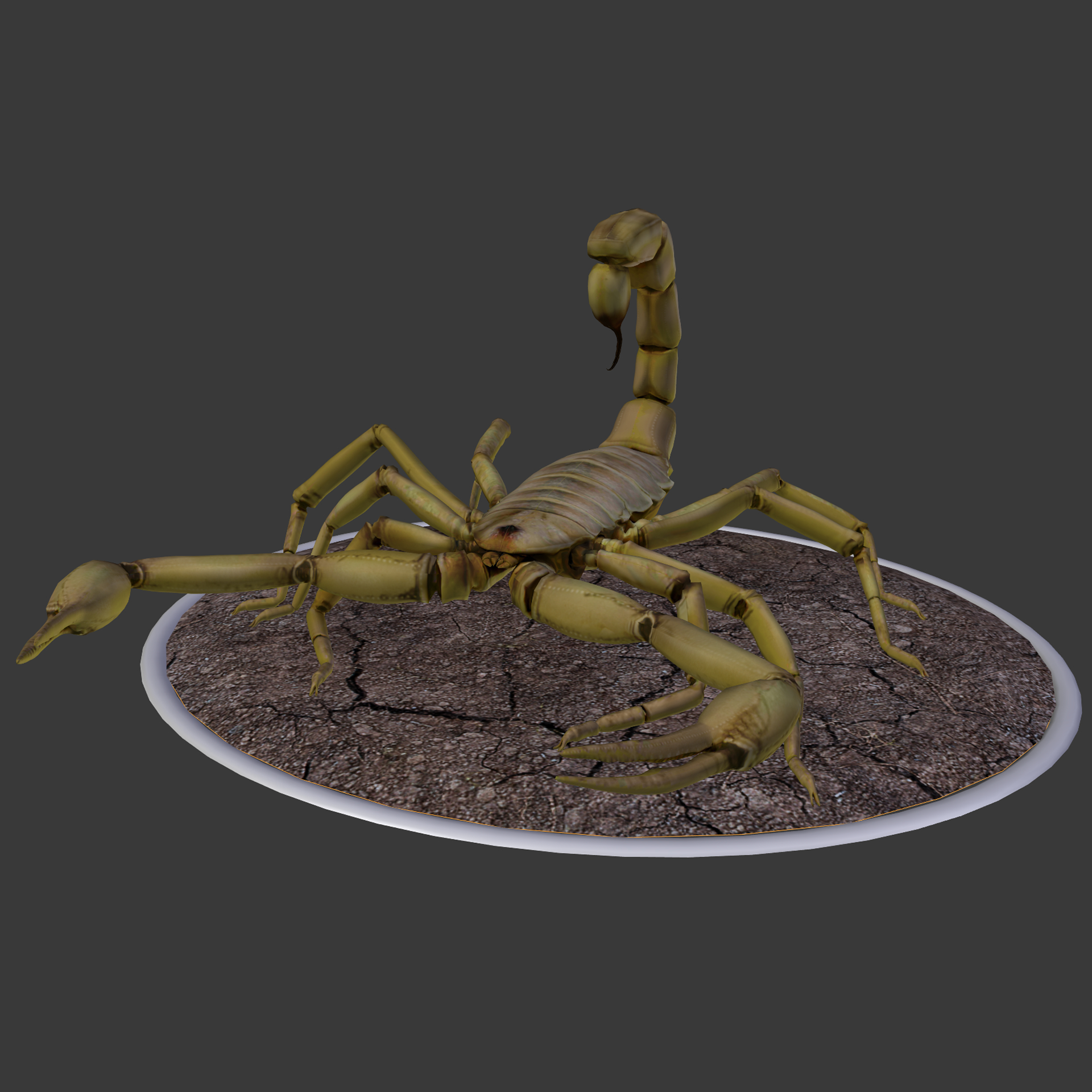 蝎子(hadrurus arizonensis)3d模型