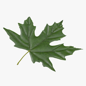 green maple leaf 3d c4d