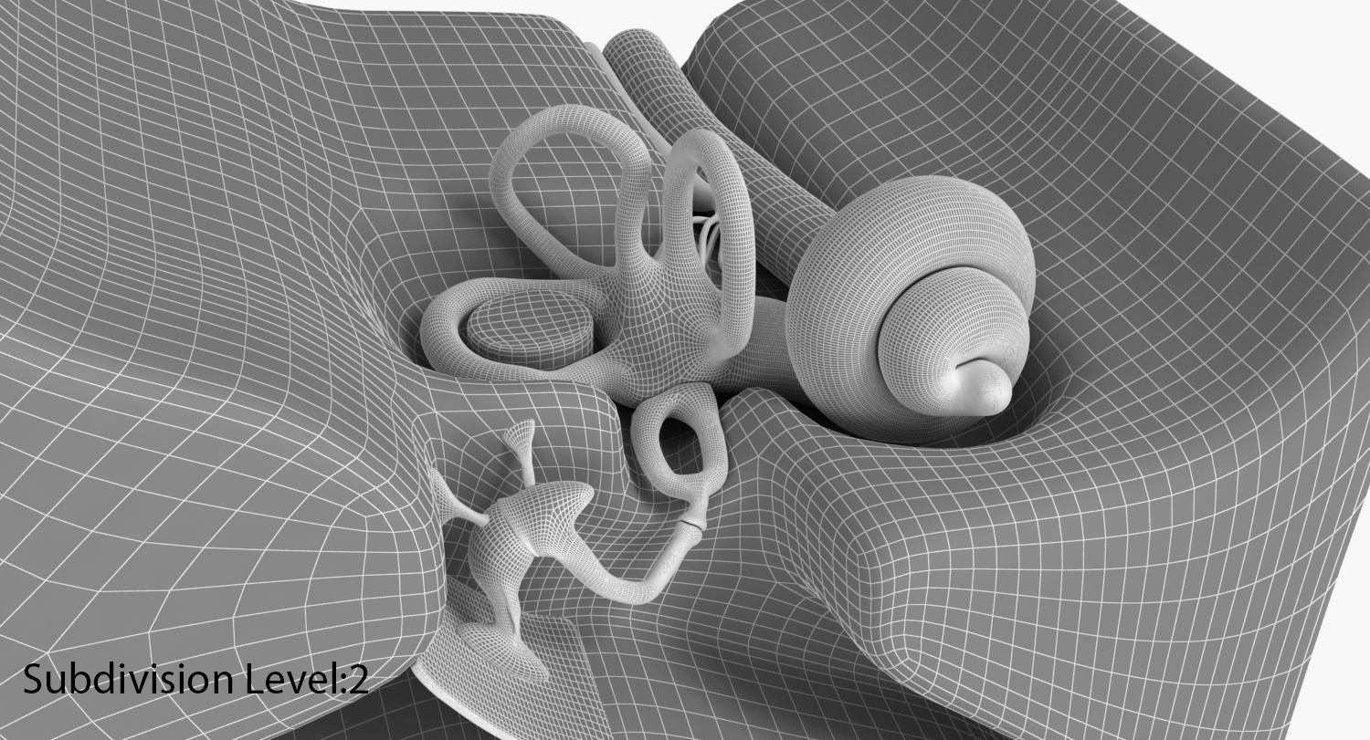 ear anatomy 3d model