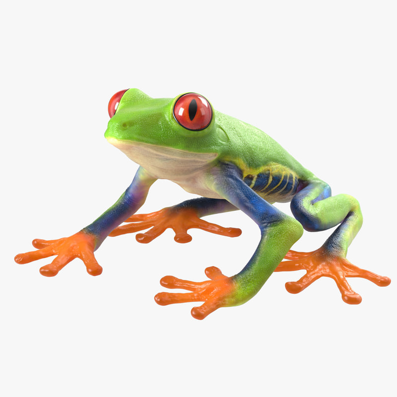 3d red eyed tree frog model