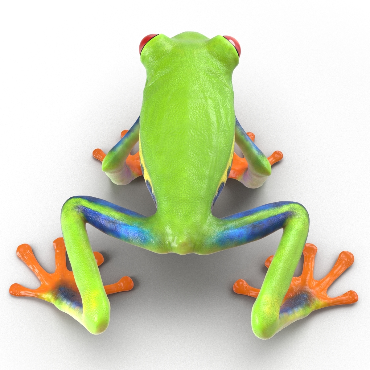 3d model red eyed tree frog