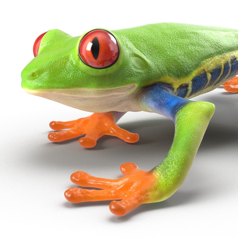 3d model red eyed tree frog