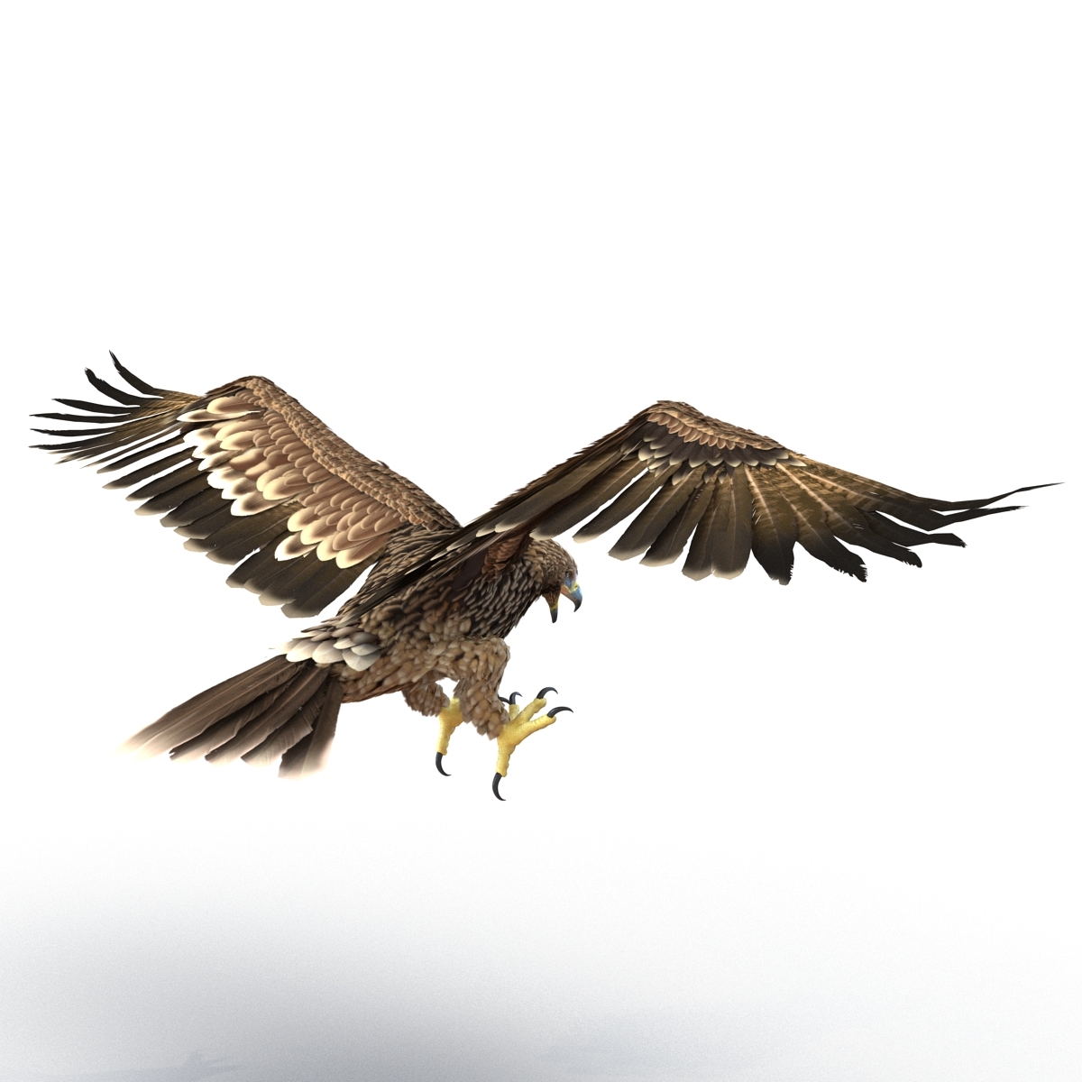 帝国之鹰索具3d模型