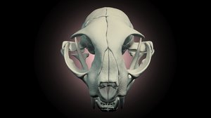 cat skull scanned 3d model