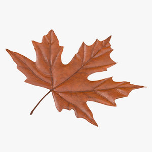 orange maple leaf max