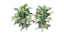 plant realistic 3d fbx