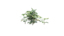 plant realistic 3d fbx