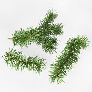 fir branches 3d model