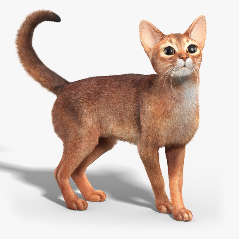  3d  model  abyssinian cat  fur rigged