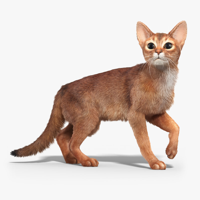  3d  model abyssinian cat  2 fur