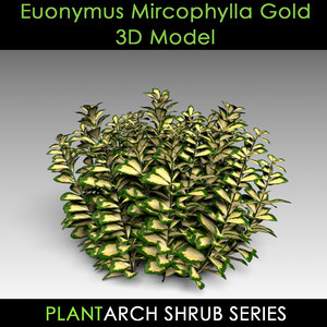 3d model euonymus gold