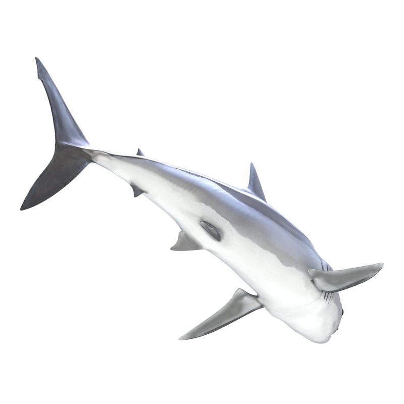 shortfin mako shark pose 3ds