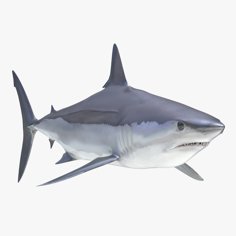 shortfin mako shark 2 3d c4d