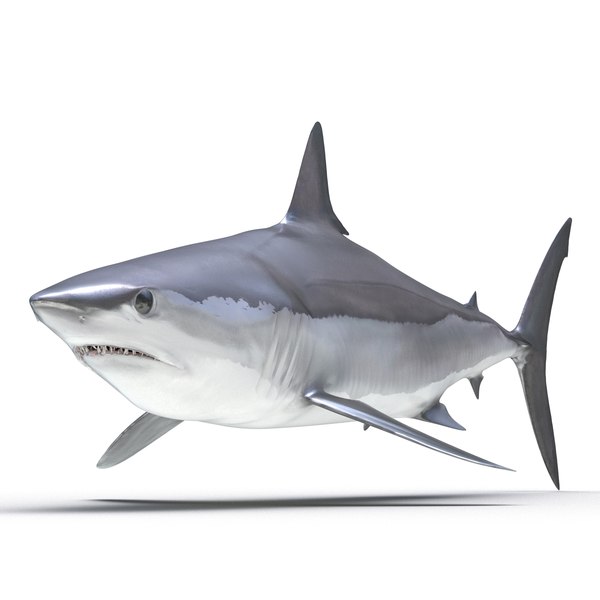 Shortfin Mako Shark 2 3d C4d