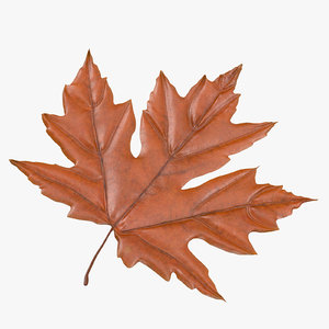 max orange maple leaf