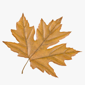max yellow maple leaf