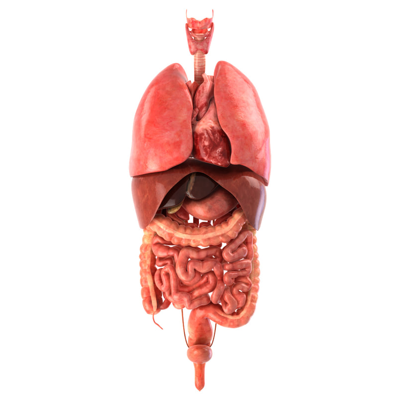 3d realistic human internal organs model