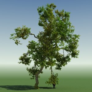 tree forest rainforest 3d max