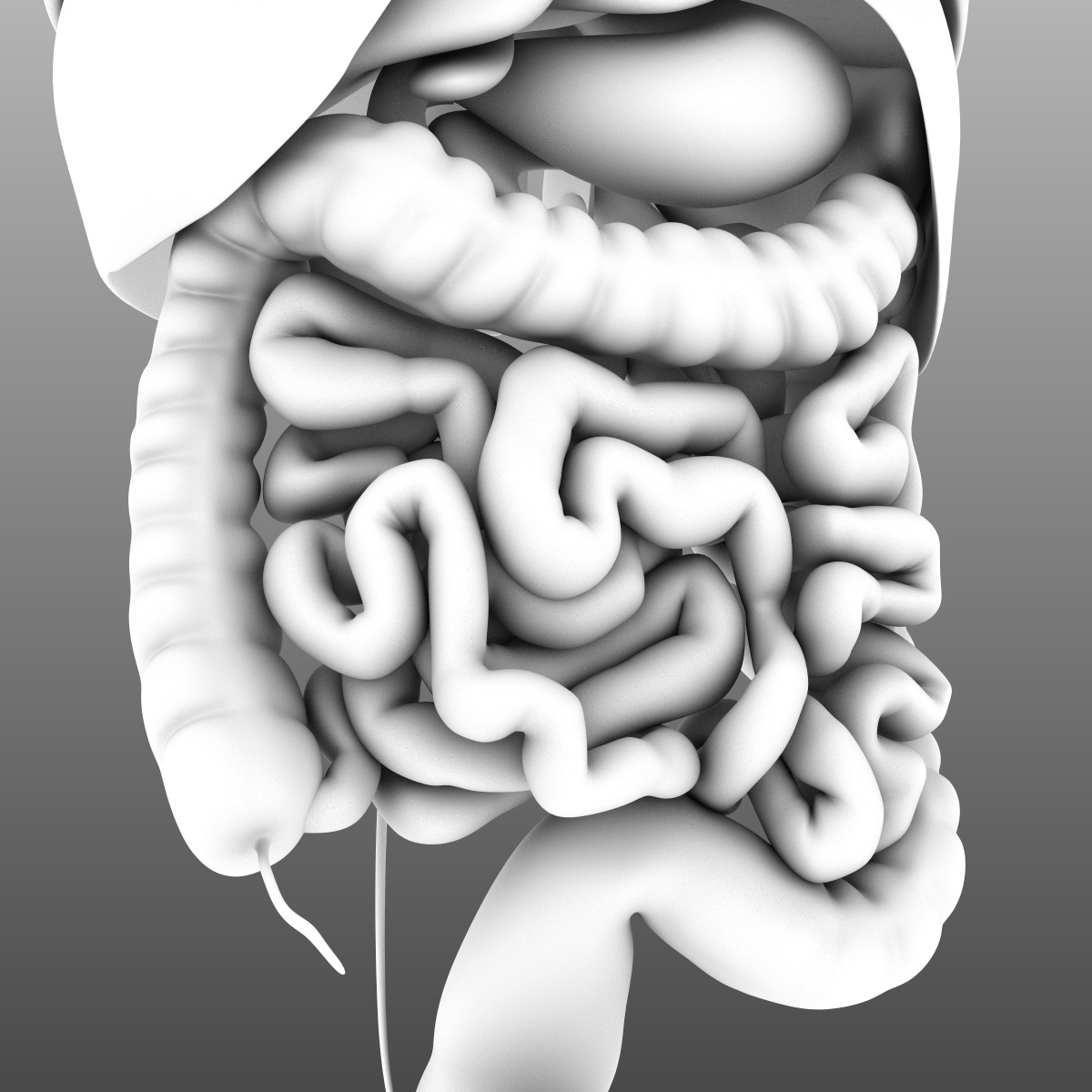 人体内脏现实的vray材料和人体内部器官的场景3d模型