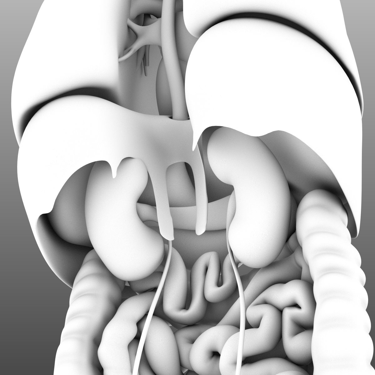 3d人体器官模型制作图片